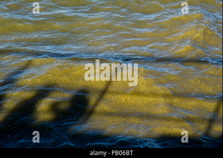 Plage de Gdansk est fermé à cause des cyanobactéries bloom au cours des derniers jours de chaleur à Gdansk, Pologne 24 juillet 2018 © Wojciech Strozyk / Alamy Stock Photo Banque D'Images