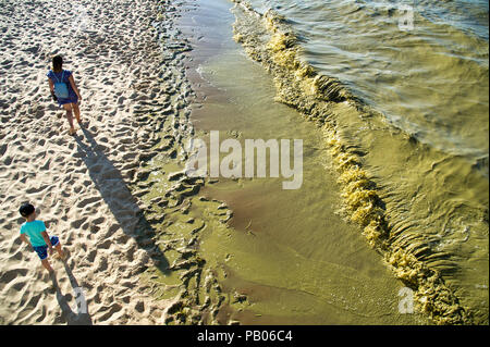 Plage de Gdansk est fermé à cause des cyanobactéries bloom au cours des derniers jours de chaleur à Gdansk, Pologne 24 juillet 2018 © Wojciech Strozyk / Alamy Stock Photo Banque D'Images