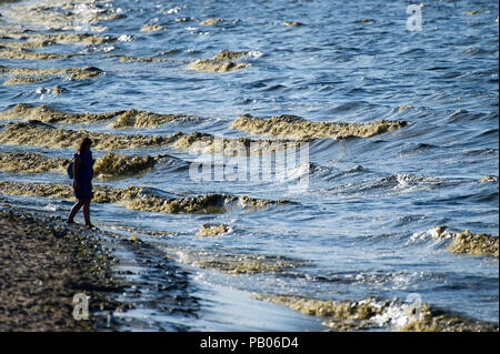Plage de Gdansk est fermé à cause des cyanobactéries bloom au cours des derniers jours de chaleur à Gdansk, Pologne 24 juillet 2018 © Wojciech Strozyk / Alamy Stock Photo Banque D'Images