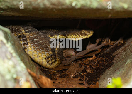 Phase jaune crotale des bois dissimulé dans les crevasses - Crotalus horridus Banque D'Images