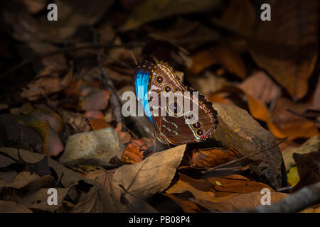 Papillon Morpho bleu, Morpho peleides, dans la forêt tropicale du parc métropolitain, la ville de Panama, République du Panama. Banque D'Images