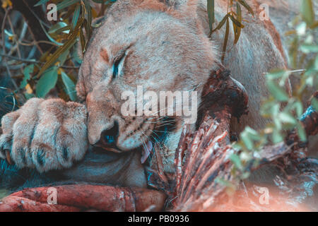 Femme lion mangeant un kill, Madikwe Game Reserve, Afrique du Sud Banque D'Images