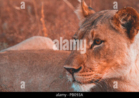 Close-up d'une lionne, Madikwe Game Reserve, Afrique du Sud Banque D'Images