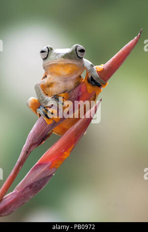 Flying tree frog sur une fleur, Jakarta, Indonésie Banque D'Images