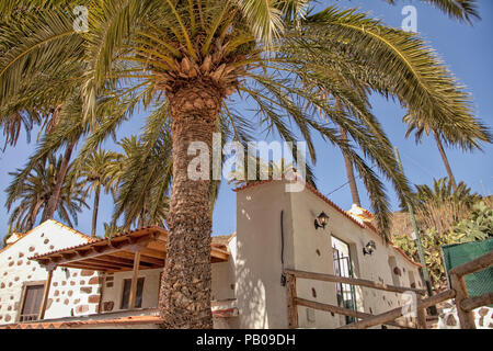 Maison typique des Canaries Gran dans les montagnes avec un palmier Banque D'Images