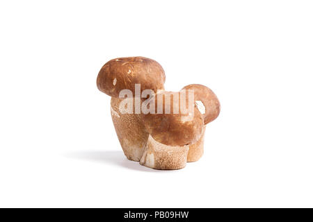 Récolté à l'automne étonnant triple champignon comestible boletus edulis (cèpes) connu sous le nom de champignons porcini isolé sur fond blanc. Banque D'Images