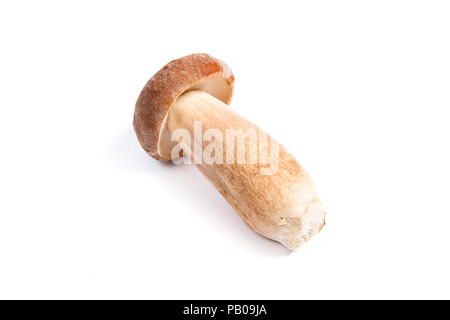 Récolté à l'automne étonnant champignon comestible boletus edulis (cèpes) connu sous le nom de champignons porcini isolé sur fond blanc. Banque D'Images