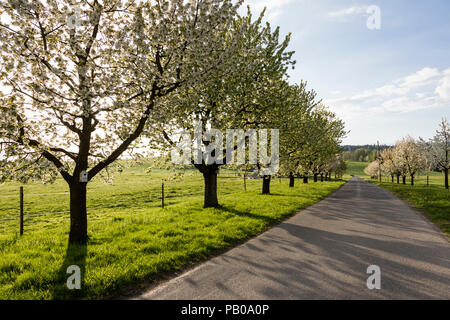 Dans une rue de Suisse centrale sont en fleurs pommiers dans une rangée Banque D'Images