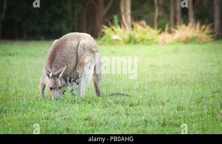 Un bébé sauvages Australie kangaroo dans un sac avant de maman, Close up. Banque D'Images