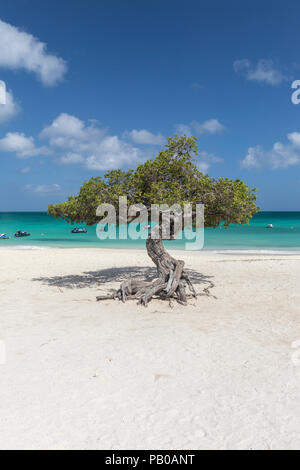 Divi Divi célèbre arbre sur Eagle Beach, Aruba, Antilles Banque D'Images