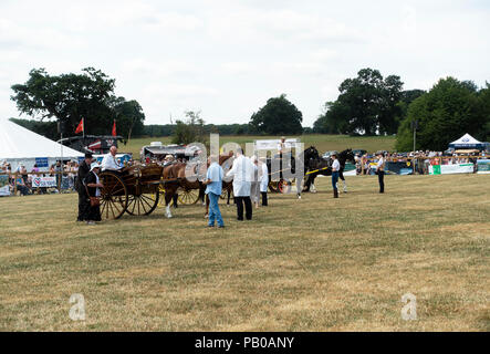 Dans Carthorses la concurrence et sur l'affichage dans le Ring à la foire agricole à Nantwich dans Cheshire England Royaume-Uni UK Banque D'Images