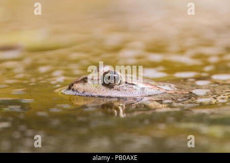 Grenouille Banque D'Images