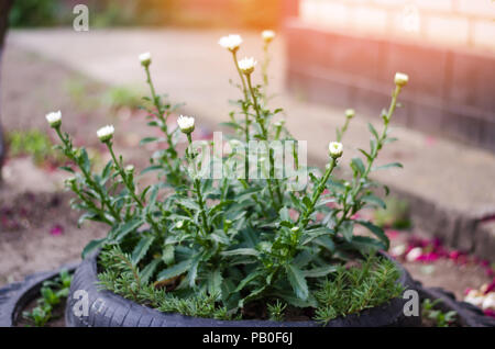 Rare lit de fleur dans le jardin. Un lit de fleur de vieux pneus de voiture. parterre de design. Printemps, été, jardin. L'utilisation de la machine à la pression. Deuxième vie de th Banque D'Images