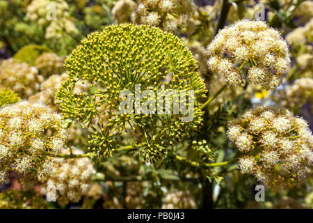 Floraison jaune fenouil géant (Ferula communis), Gran Canaria, Îles Canaries, Espagne Banque D'Images