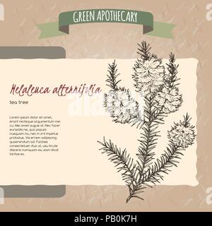 L'arbre à thé melaleuca alternifolia aka sketch Illustration de Vecteur