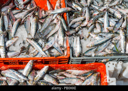 Du poisson au marché, de Chefchaouen, Chaouen, Tangier-Tétouan, Royaume du Maroc Banque D'Images
