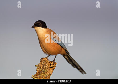 Pie ibérique (Cyanopica cooki), siège au soir en direction de la lumière, l'Estrémadure, Espagne Banque D'Images