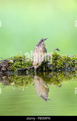 Verdier d'Europe (Carduelis chloris) boire à la réflexion de l'eau, bain, Parc National de Kiskunság, Hongrie Banque D'Images