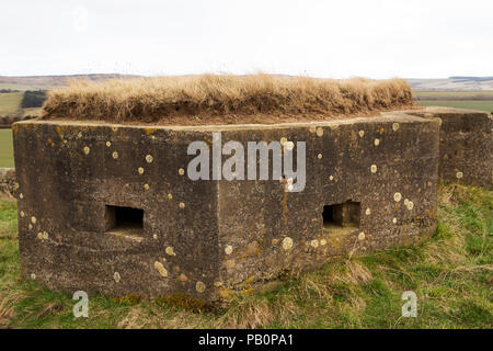 Pilulier datant de la Seconde Guerre mondiale dans la campagne du Northumberland, Angleterre. La position défensive en béton est dans le Cheviot Hills. Banque D'Images