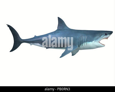 Grand Requin Blanc Portrait - le grand requin blanc est un grand carnivore trouvé dans tous les environnements marins et peut vivre jusqu'à 70 ans. Banque D'Images