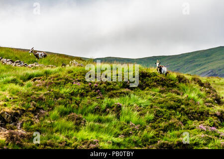 Les chèvres sauvages dans le National Trust for Scotland's Grey Mare's Tail Réserve Naturelle. Juillet 2018. Banque D'Images