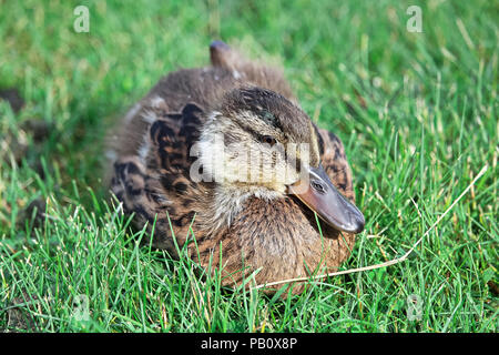 Vue frontale d'un caneton colvert juvénile dans l'herbe Banque D'Images