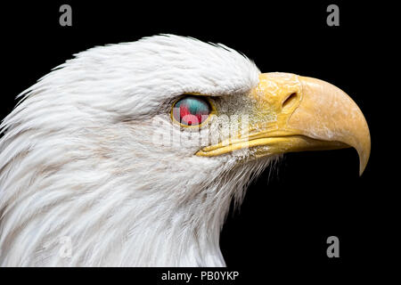 Angry American Bald Eagle. Zombie à oiseau avec l'œil reflétant la lumière rouge qui ressemblent à un mauvais animal possédé. Les vaisseaux sanguins ar Banque D'Images