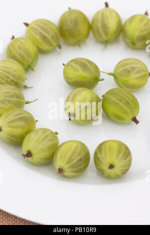 Ribes uva-crispa. Groseilles souvenir sur une fleur show display. UK Banque D'Images