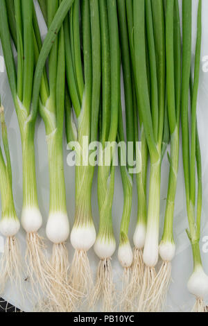 L'Allium cepa. Oignons de printemps 'Lisbonne' blanc sur une fleur show display. UK Banque D'Images