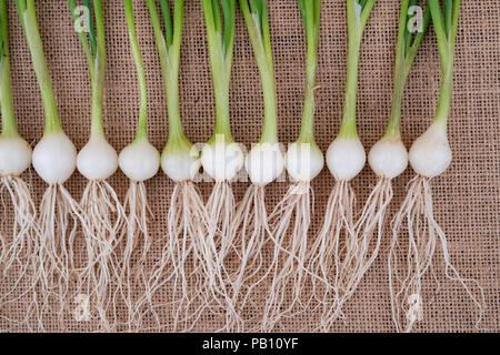 L'Allium cepa. Oignons de printemps 'Lisbonne' blanc sur une fleur show display. UK Banque D'Images