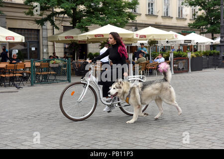 Femme femme location et balade chien à Cracovie Pologne Banque D'Images