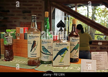 Bird labled boissons sur le bar Bellavista Cloud Forest Reserve, l'Équateur février ; Banque D'Images