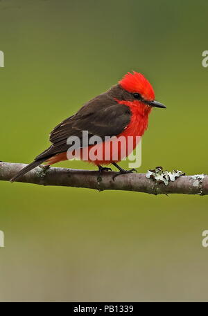 Le moucherolle vermillon (Pyrocephalus rubinus) mâle adulte, perché sur branch Puembo, Quito, Équateur Février Banque D'Images