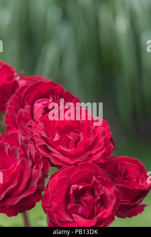 Roses rouge vif avec des feuilles vertes en arrière-plan dans la roseraie Banque D'Images