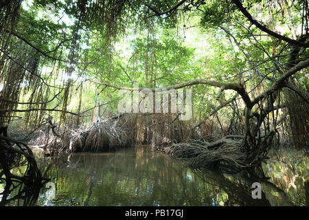 Paysage surréaliste et mystérieuse beauté de jungles tropicales avec river et la forêt de mangrove. Sri Lanka nature et les destinations de voyage Banque D'Images