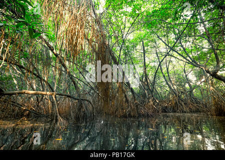 Paysage surréaliste et mystérieuse beauté de jungles tropicales avec river et la forêt de mangrove. Sri Lanka nature et les destinations de voyage Banque D'Images