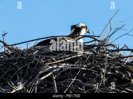 Aguila pescadora. En su nido sobre un poste de luz. Especies del desierto sonorense por la carretera a Bahia de Kino y San Nicolas en Sonora Mexique. 26 diciembre 2007 (Foto: Luis Gutierrez /Nortephoto.coam) Osprey. Pêche aigle. Dans son nid sur un lampadaire. Espèces du désert de Sonoran le long de la route vers Bahia de Kino et San Nicolas à Sonora Mexique. 26 décembre 2007 (photo: Luis Gutierrez / Nortephoto.coam) Banque D'Images