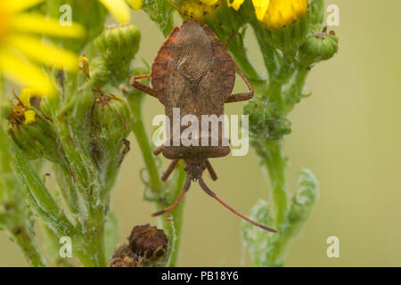 Coreus marginatus Dock Bug sur le séneçon de fleurs en été, dans le Berkshire, Royaume-Uni Banque D'Images