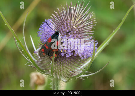 Six-spot burnet moth (Zygaena filipendulae) nectar sur une cardère floraison en été dans le Hampshire, au Royaume-Uni Banque D'Images