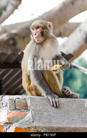 Macaque Rhésus (Macaca mulatta) monkey eating ice cream au Temple de Swayambhunath singe ou à Katmandou, Népal Banque D'Images