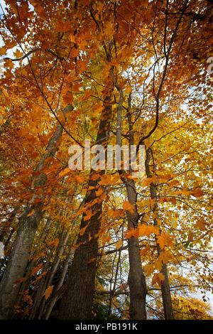 Érable dans la magnifique forêt du Vermont en Octobre Banque D'Images