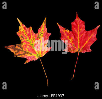 Vie d'une superbe paire de rouge et de feuilles d'érable un peu isolé sur un fond noir Banque D'Images