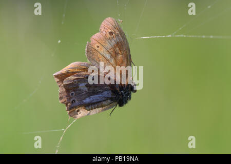 Grande mort Heath (Coenonympha tullia) pris dans une toile d'araignée photographiée à Plantation Gyttegård au Danemark Banque D'Images