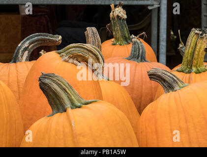 Une grande sélection de citrouilles disponible à un marché agricole local en Octobre Banque D'Images