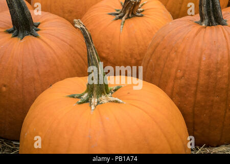 Une grande sélection de citrouilles disponible à un marché agricole local en Octobre Banque D'Images