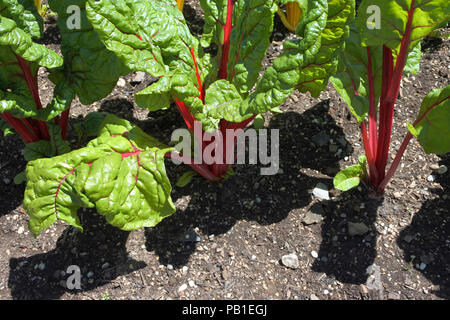 La Bette pousse dans un jardin anglais - John Gollop Banque D'Images