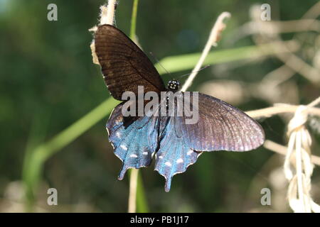 Ce joli papillon capturé lors d'une randonnée. Ses couleurs irisées fait ses ailes' sortir et s'appelle pour les yeux. Banque D'Images