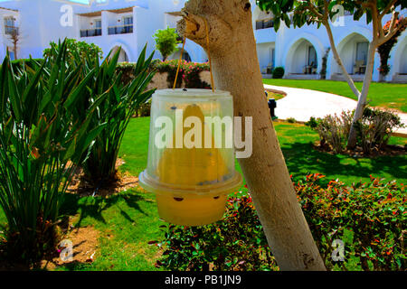 L'original piège écologique pour les mouches de plastique jaune est suspendu sur un arbre sur un fond de verdure et d'un flou bâtiment blanc. Banque D'Images