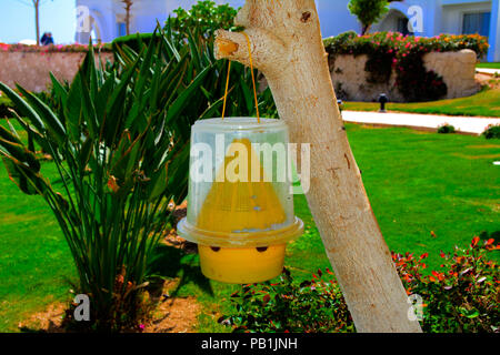 L'original piège écologique pour les mouches de plastique jaune est suspendu sur un arbre sur un fond de verdure et d'un flou bâtiment blanc. Banque D'Images