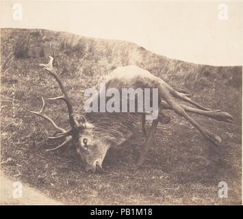 [Stag tourné par Mme Ross]. Artiste : Horatio Ross (Rossie, Britannique, près de Château Montrose, Ecosse Écosse 1801-1886). Dimensions : 13,5 x 23,5 cm (5 5/16 x 9 1/4 in.). Date : ca. 1857. Musée : Metropolitan Museum of Art, New York, USA. Banque D'Images